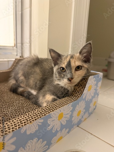 cat in a box