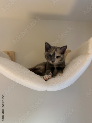 cat on hammock