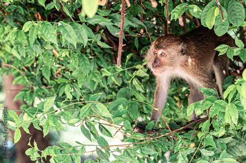 Canvas Print Wild monkey in tropical environment looking away, Thailand.