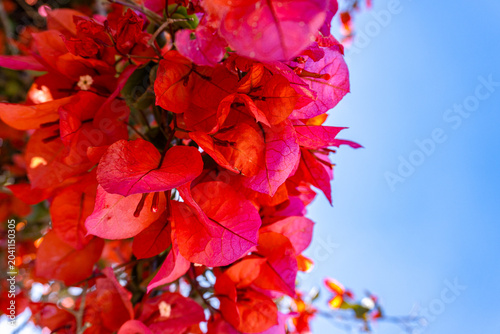 Tableau sur toile Vibrant bougainvillea bracts in vivid red and pink tones against a clear blue sk