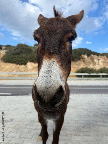 Funny close up portrait of a curious donkey head looking into camera on roadside. Tourist attraction and animal feeding tour concept in Cyprus