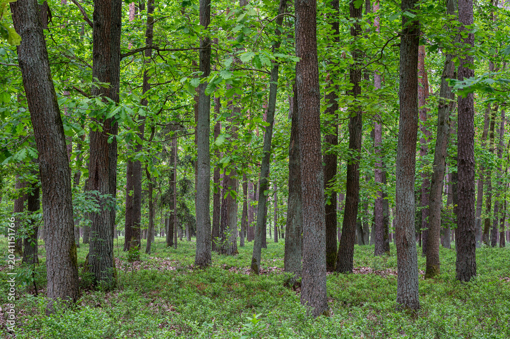 Obraz premium Las mieszany. Mixed forest.