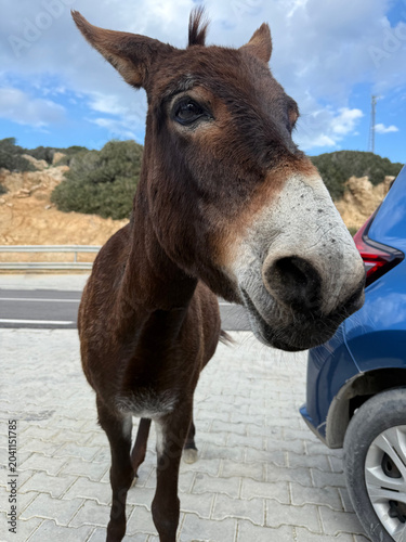 Cypriot donkey standing next to tourist car on roadside waiting for treats. Family summer holiday travel and wildlife safari adventure in Cyprus