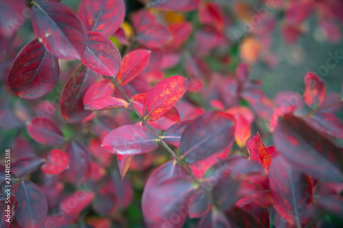 Autumn red leaves of Lagerstroemia indica, selective focus. Beautiful botanical background texture.
