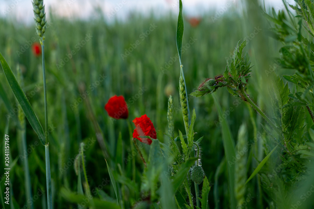 Fototapeta premium Roter Klatschmohn im grünen Weizenfeld