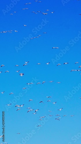 Wild aquatic birds rest peacefully on a colorful lake during a calm summer morning. The vibrant water reflections and tranquil atmosphere create a beautiful natural wildlife scene