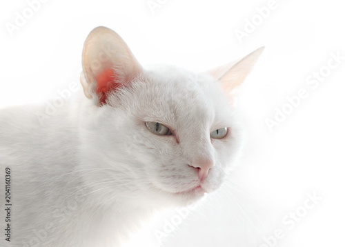 Quadro su tela Close up cat isolated on white, Turkish angora