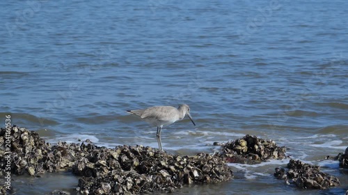 Driftwood Beach on the north end of Jekyll Island, Georgia. A Willet (Tringa semipalmata)