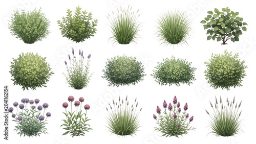 Architectural Landscape Shrub and Ornamental Grass Vector Set Watercolor Planting Elements