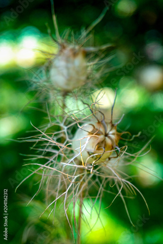 Delicate seed pods with wispy filaments and soft green bokeh background, showcasing natural texture, botanical detail, and ethereal garden beauty