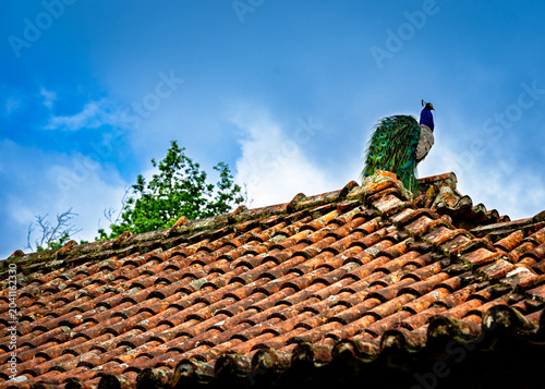 Colorful Peacock Resting on Traditional Portuguese Clay Tile Roof