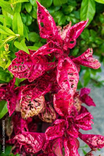 Vibrant magenta croton leaves with striking variegation and natural texture, highlighting tropical foliage, bold color, and ornamental garden appeal