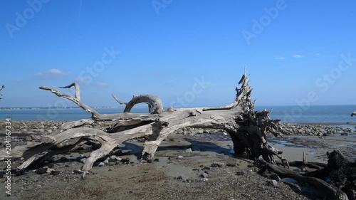 Driftwood Beach on the north end of Jekyll Island, Georgia. A submerged forest in which trees remain aligned along the shoreline as a result of coastal erosion.