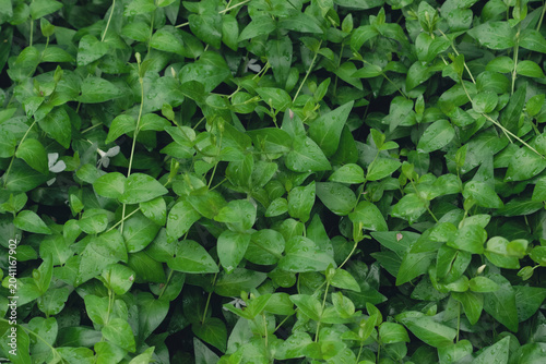 Obraz na płótnie Lush green periwinkle carpet after rain with water drops on leaves
