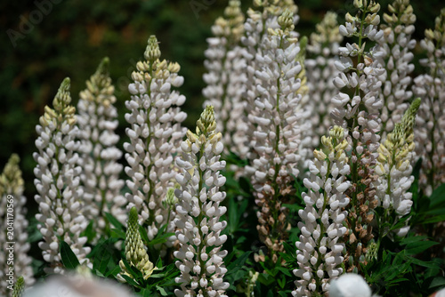 Close-up of white lupin blooms with green foliage and soft bokeh background in outdoor garden bed.