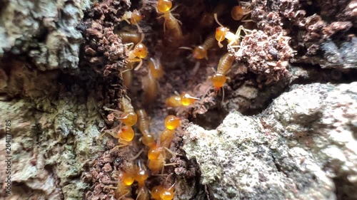 Rare macro footage of multiple termite queens moving inside an active termite colony. Worker termites surround reproductive termites within a natural nest in a decaying tree trunk.