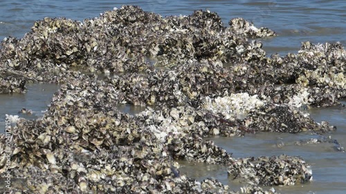 Driftwood Beach on the north end of Jekyll Island, Georgia. Coastal rocks during low tide, completely covered with oysters and other sessile fouling organisms