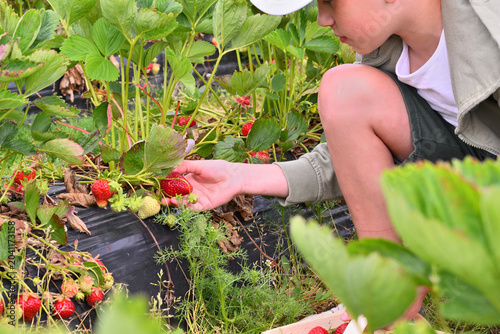 Fotografie Close-up of a little boy picking fresh ripe strawberries from a bush on a local