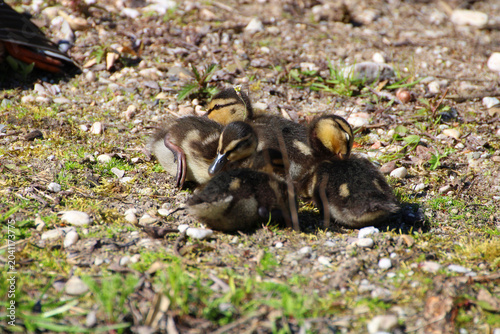 Photos Adorable Baby Ducks Huddled Together in Warm Sunlight