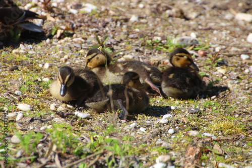 Fotografija Three Tiny Mallard Ducklings Resting on Gravel Shore
