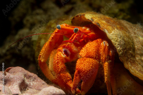 Schilderij op canvas Hermit crab, Eye spot hermit crab, Paguristes eremita, a scavenger on dead shells and fishes but may be able to catch and feed on crabs and other living animals