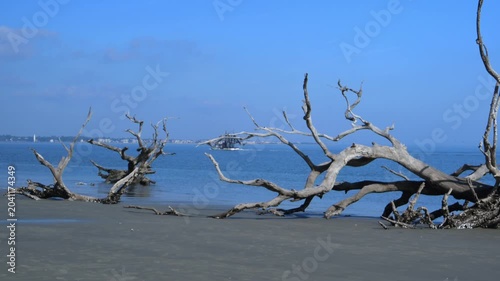Driftwood Beach on the north end of Jekyll Island, Georgia. A submerged forest in which trees remain aligned along the shoreline as a result of coastal erosion.