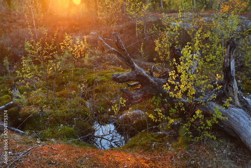 the root of a tree torn out by a hurricane at sunset in the north in summer