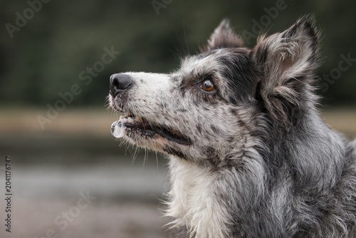 Obraz na plátne Blue Merle Border Collie – dog with a drool bubble on its muzzle