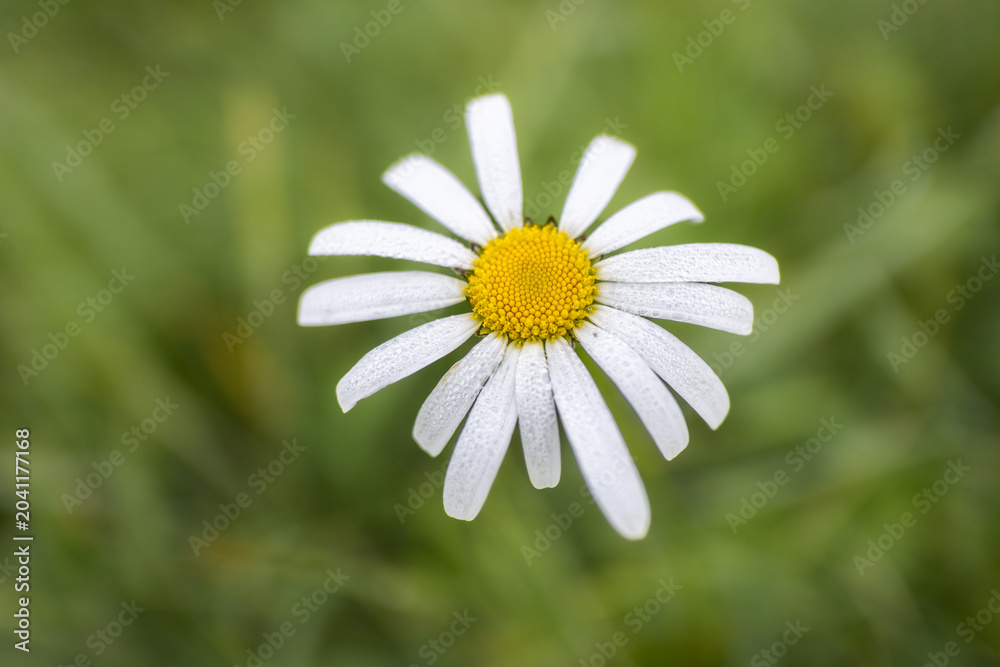 Fototapeta premium A daisy with dew, photographed from above.