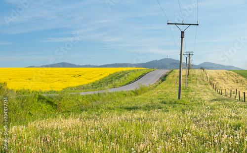 Country road through blooming rapeseed field in rural landscape