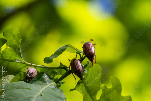 Quadro su tela Three Cockchafer Beetles (May Bugs) Feeding on Green Oak Leaves