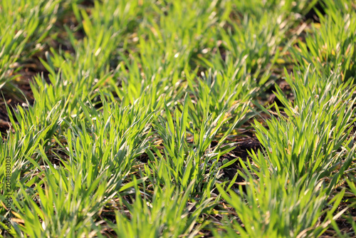 Foto Young green crops growing in a fertile agricultural field