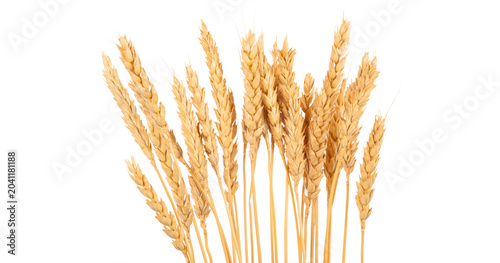 Fotografie An ear of wheat isolated on transparent or white background, png