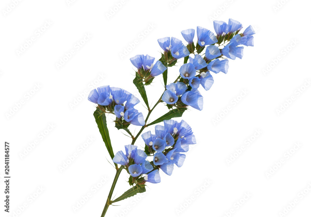 Obraz premium Blue statice flowers branch isolated on transparent background