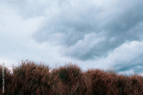 Φωτογραφία South Island, New Zealand: Moody atmospheric roadtrip view of tall feathery brown tussock grass plumes blowing under dark dramatic overcast storm sky