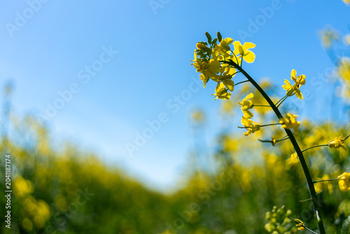 Fotografía Rapeseed blossoms under bright spring sunlight