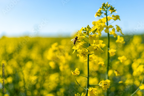 Fotografie Pollinating insect on blooming rapeseed flower
