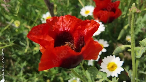 red poppy in the field