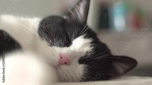 cat on a bed