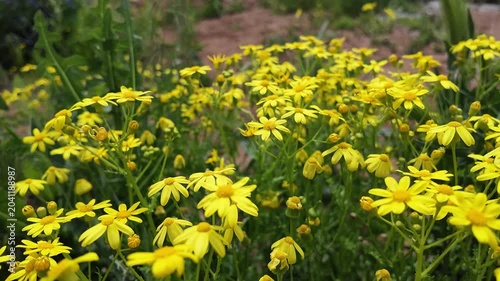 yellow dandelions in the grass