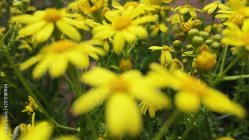 Bright Yellow Dandelions Blooming on Green Grass in Spring