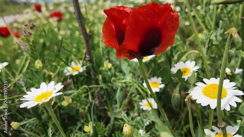 Field of Red Poppies Swaying in the Breeze Under Natural Daylight
