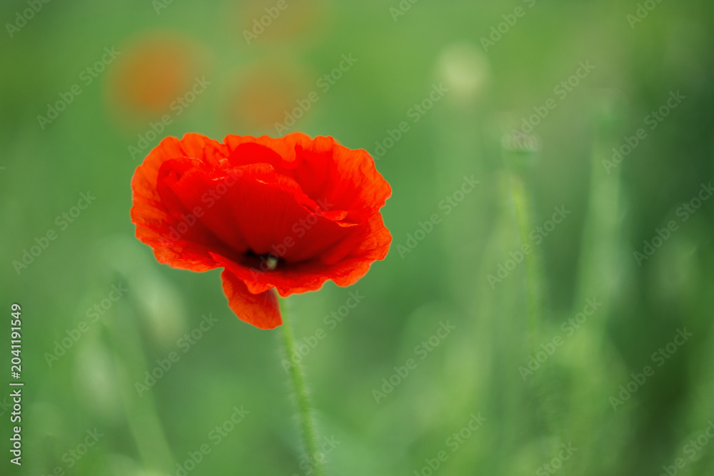 Fototapeta premium Common poppy blooms among the green fields. Beautiful flowers of red poppies (Papaver rhoeas) among the field. Common Poppy with blurry background