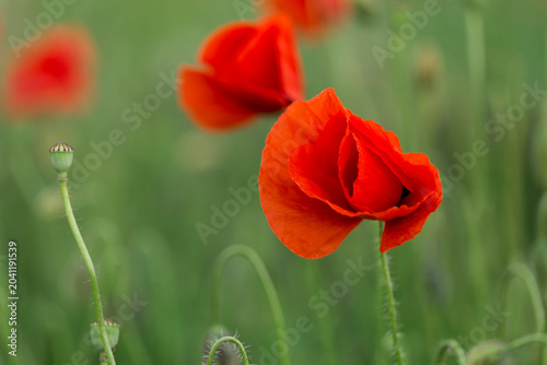 Common poppy blooms among the green fields. Beautiful flowers of red poppies (Papaver rhoeas) among the field. Common Poppy with blurry background