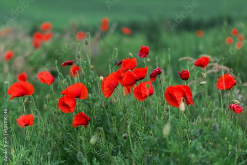 Common poppy blooms among the green fields. Beautiful flowers of red poppies (Papaver rhoeas) among the field. Common Poppy with blurry background