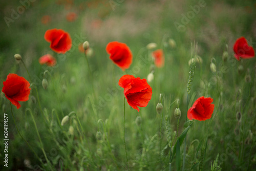 Common poppy blooms among the green fields. Beautiful flowers of red poppies (Papaver rhoeas) among the field. Common Poppy with blurry background
