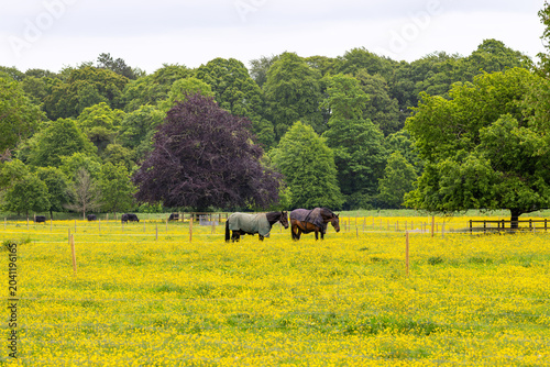 Photography Horses and Kerry cows graze meadows covered with yellow buttercup flowers in Spring Summer