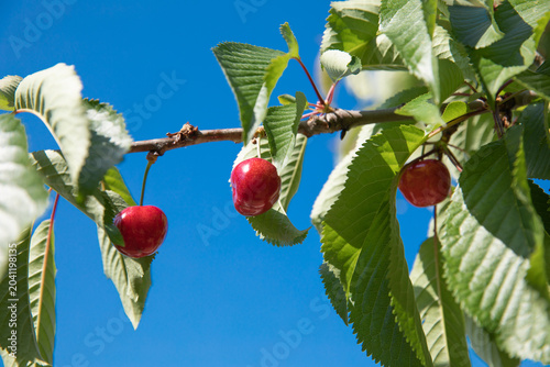 Cherry fruits on tree branch during summer season on clear blue sky background