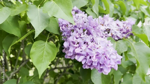 Lilac blossoms blooming in spring garden