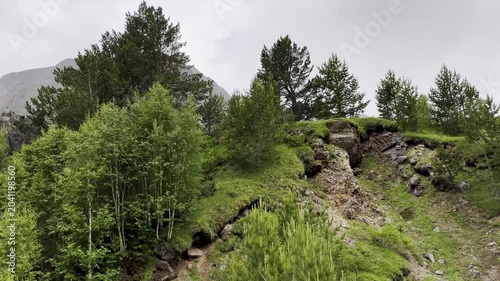 Nature walk in a forested area with hills